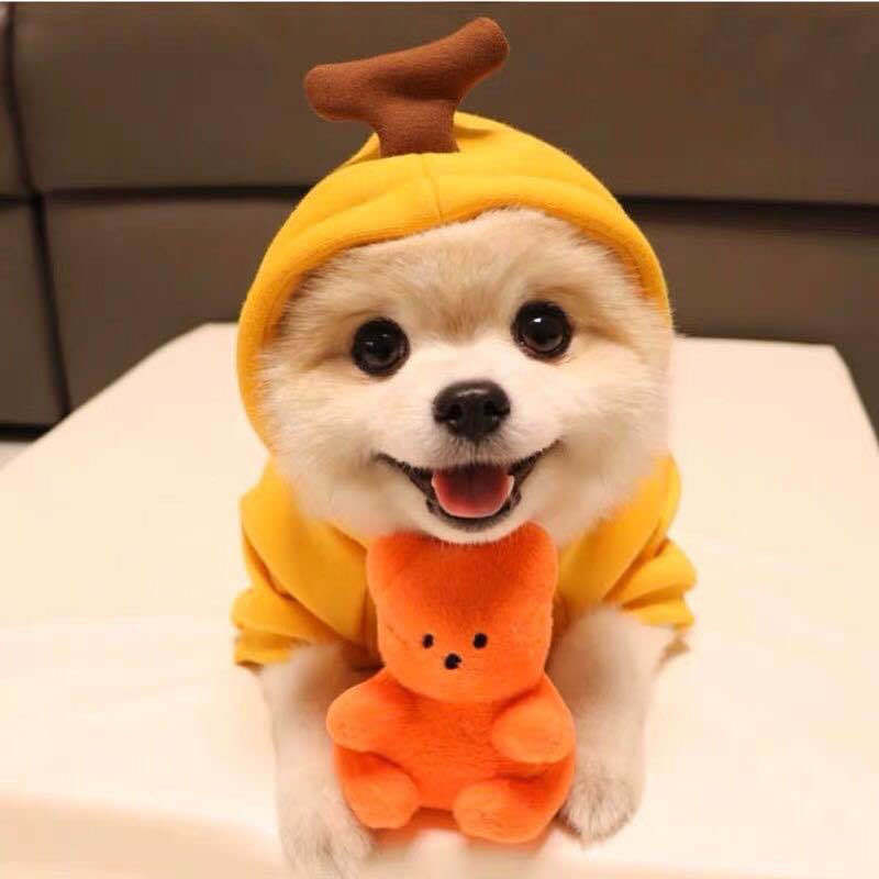 Cute Fruit Dog Hoodies Outfit